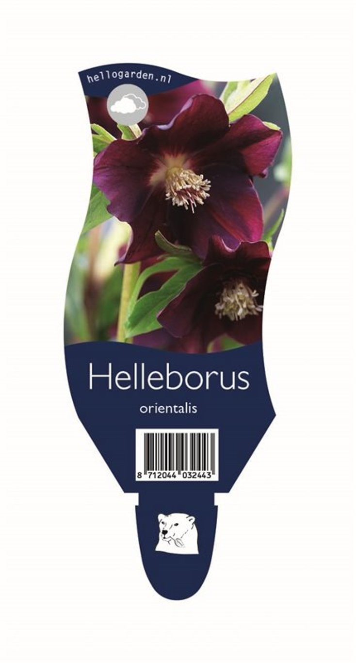 Helleborus orientalis - P11